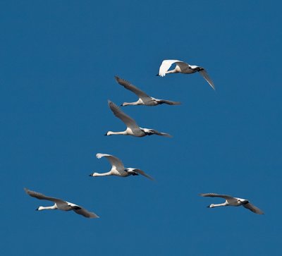 Tundra Swans _1318764.jpg