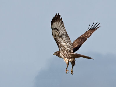 Red-tailed Hawk _2109178.jpg