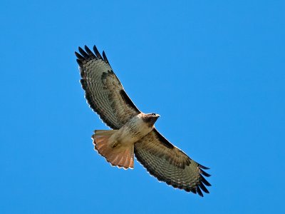 Red-tailed Hawk _2079034.jpg