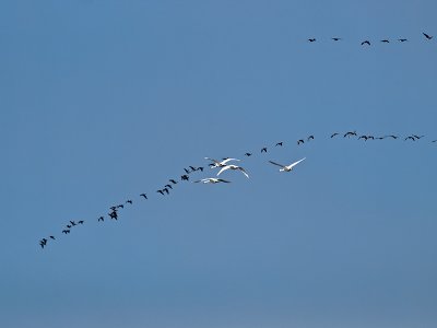 Swans  Geese _1318744.jpg