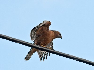 Red-shouldered Hawk _1238185-2.jpg