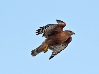 Red-shouldered Hawk _1238183.jpg