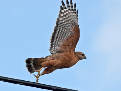 Red-shouldered Hawk _1238196-2.jpg