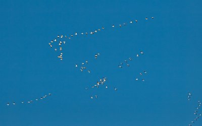 Snow Geese _1308407.jpg