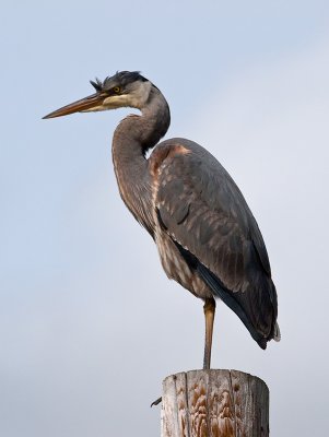 Great Blue Heron _3057702.jpg