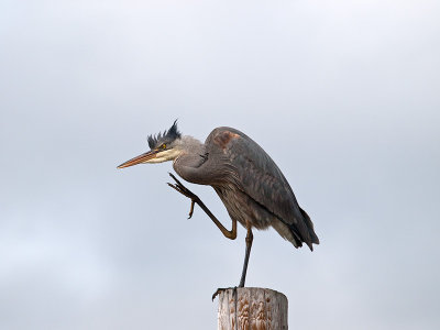 Great Blue Heron _3057751.jpg