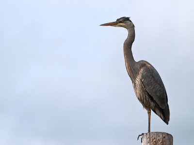 Great Blue Heron _3057758.jpg