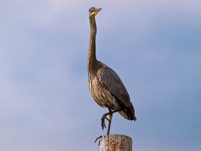Great Blue Heron _3057769-2.jpg