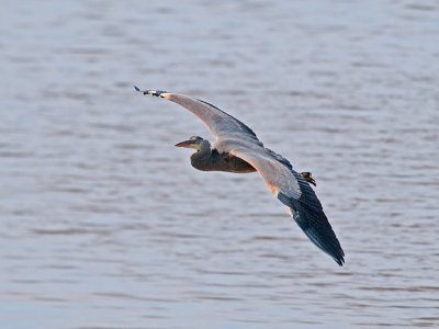 Great Blue Heron _3067778.jpg