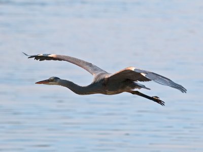 Great Blue Heron _3067783.jpg