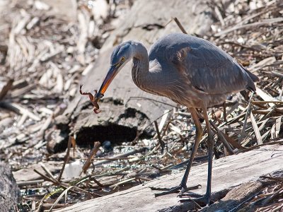 Great Blue Heron _3067853.jpg