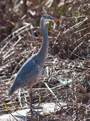 Great Blue Heron _3067872.jpg