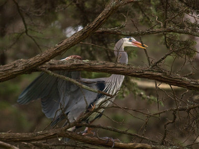 Great Blue Heron _3077821.jpg