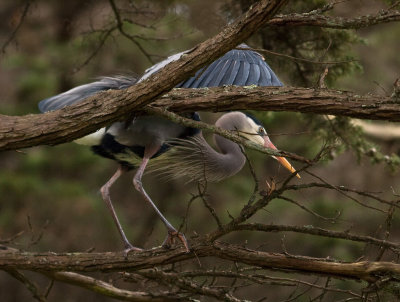 Great Blue Heron _3077873.jpg