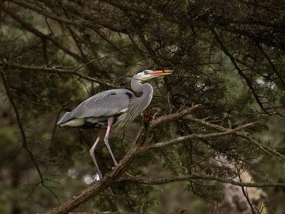 Great Blue Heron _3077897.jpg