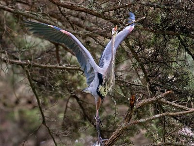 Great Blue Heron _3077900-3a.jpg