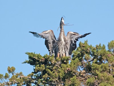 Great Blue Heron _3097949.jpg