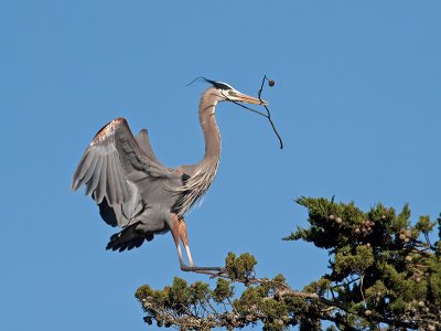 Great Blue Heron _3097963.jpg