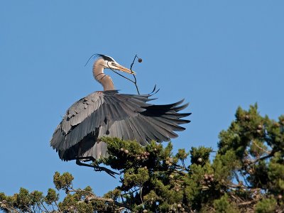 Great Blue Heron _3097964.jpg