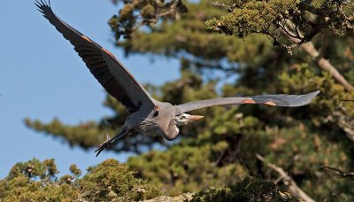Great Blue Heron _3098168.jpg