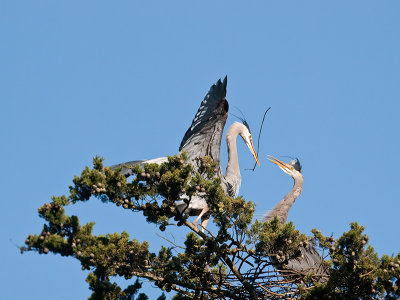 Great Blue Heron _3108195.jpg