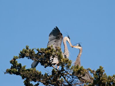 Great Blue Heron _3108197.jpg