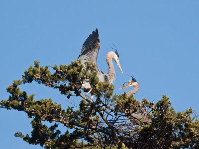 Great Blue Heron _3108200.jpg