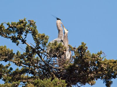 Great Blue Heron _3108218.jpg