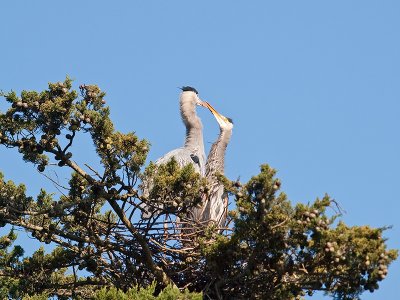 Great Blue Heron _3108220.jpg