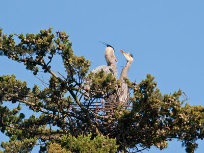 Great Blue Heron _3108223.jpg