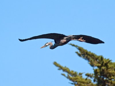Great Blue Heron _3108224.jpg