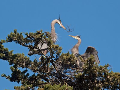 Great Blue Heron _3108310.jpg