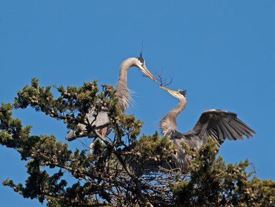 Great Blue Heron _3108311.jpg