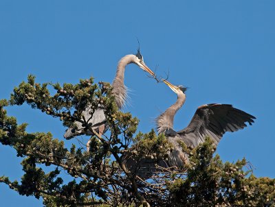 Great Blue Heron _3108312.jpg