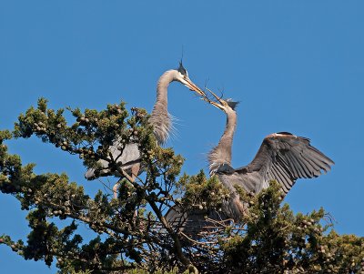 Great Blue Heron _3108313.jpg