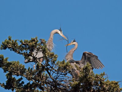 Great Blue Heron _3108314.jpg