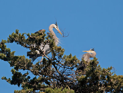 Great Blue Heron _3108309.jpg