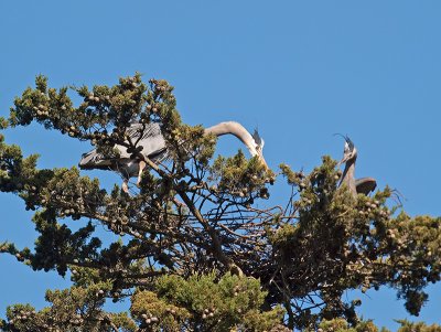 Great Blue Heron _3108315.jpg