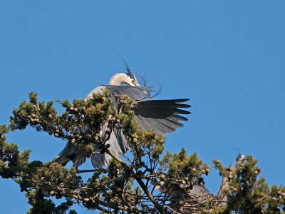 Great Blue Heron _3108303.jpg