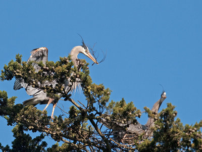 Great Blue Heron _3108304.jpg