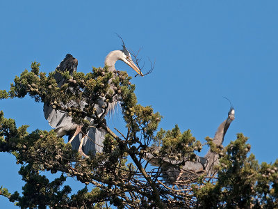 Great Blue Heron _3108305.jpg