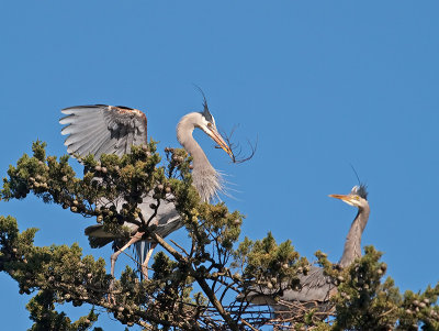 Great Blue Heron _3108306.jpg