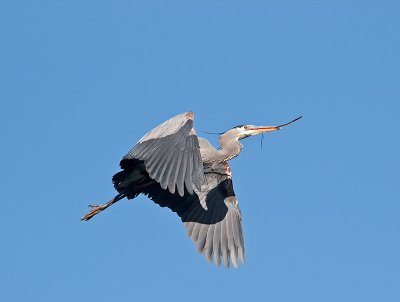 Great Blue Heron _3108241.jpg