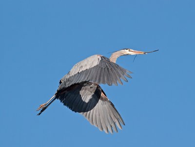 Great Blue Heron _3108243.jpg