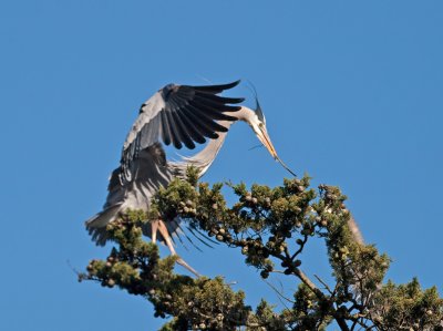 Great Blue Heron _3108245.jpg