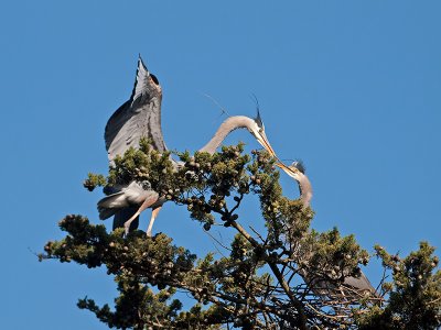 Great Blue Heron _3108246.jpg