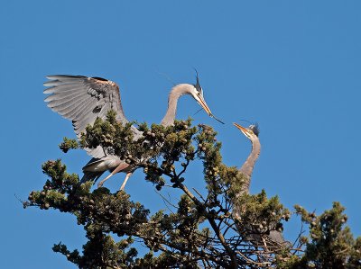 Great Blue Heron _3108248.jpg