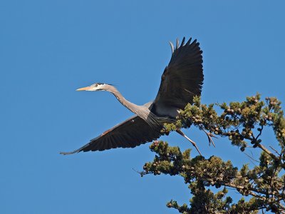 Great Blue Heron _3108255.jpg