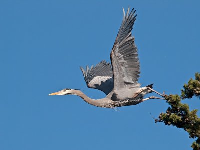 Great Blue Heron _3108256.jpg