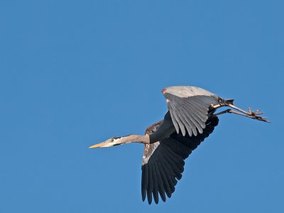 Great Blue Heron _3108257.jpg